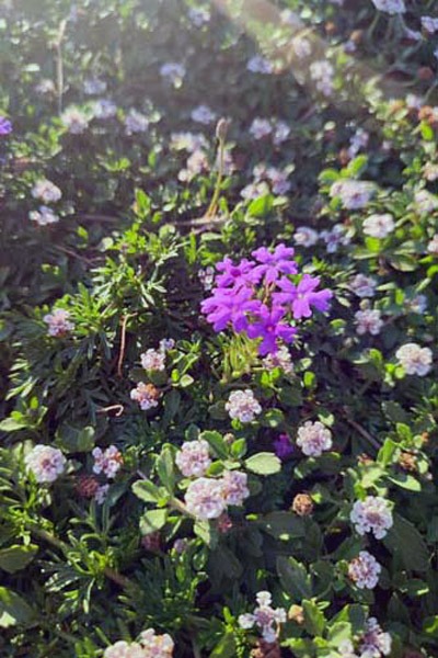 nesi giardini prati alternativi 1
